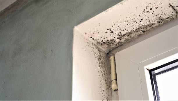 Best HVAC Mold Inspection and Cleaning  in Winterville, NC