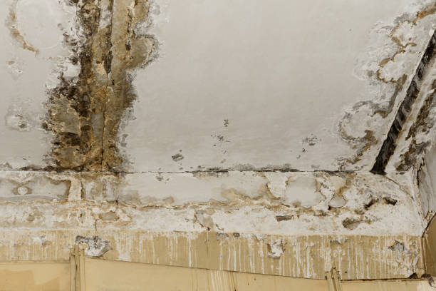 Best Basement Mold Removal  in Winterville, NC