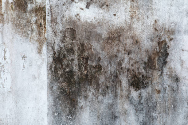 Mold Removal for HVAC Installations in Winterville, NC