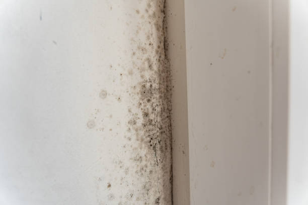 Best Comprehensive Air Testing for Mold Contaminants  in Winterville, NC